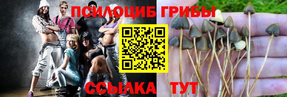 Черногорск  Галлюциногенные грибы Psilocybine cubensis  сколько стоит  Вход с VPN 